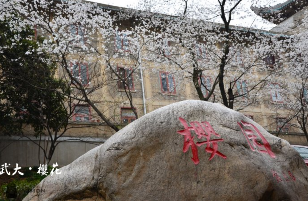 武大樱花预约网址2017|2017武大樱花预约软件