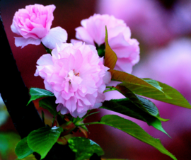 武大樱花预约网址2017|2017武大樱花预约软件