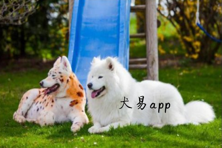 Ȯ(ｻ)app