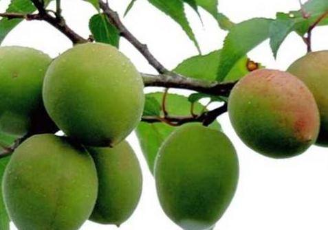 平武发布旅游攻略大全下载