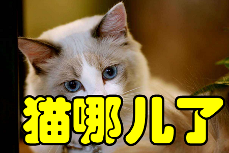 猫哪儿了(备忘录记事)app