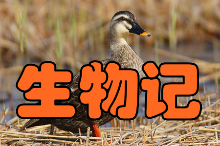 生物记(AI物种识别)手机版