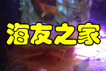 海友之家(鱼友互动分享社区) 海友之家(鱼友互动分享社区)