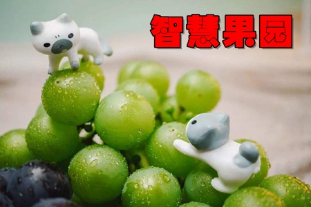 智慧果园app(果园科学种植服务) 智慧果园app(果园科学种植服务)