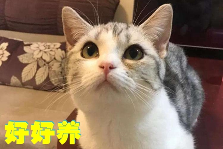 好好养app(养猫助手)