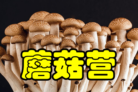 蘑菇营(菌包认购种植) 蘑菇营(菌包认购种植)